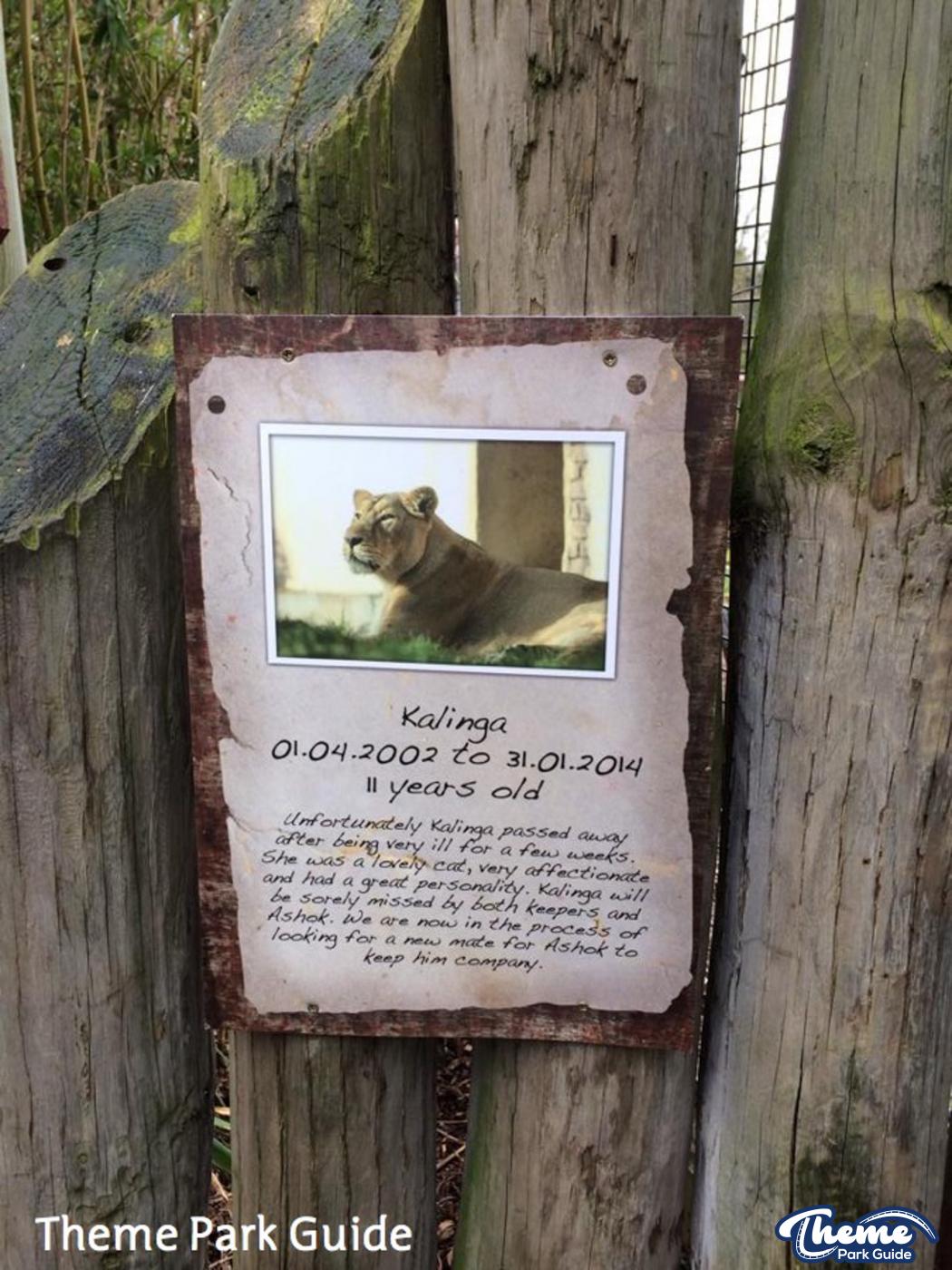 Kalinga the lioness passes away
