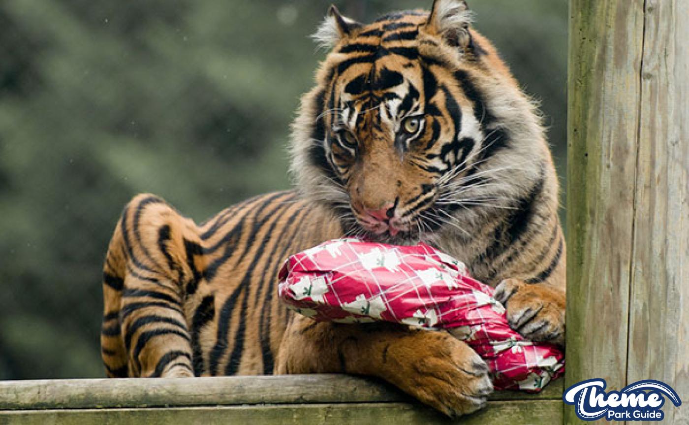 Winters Tail 2016 Christmas Event