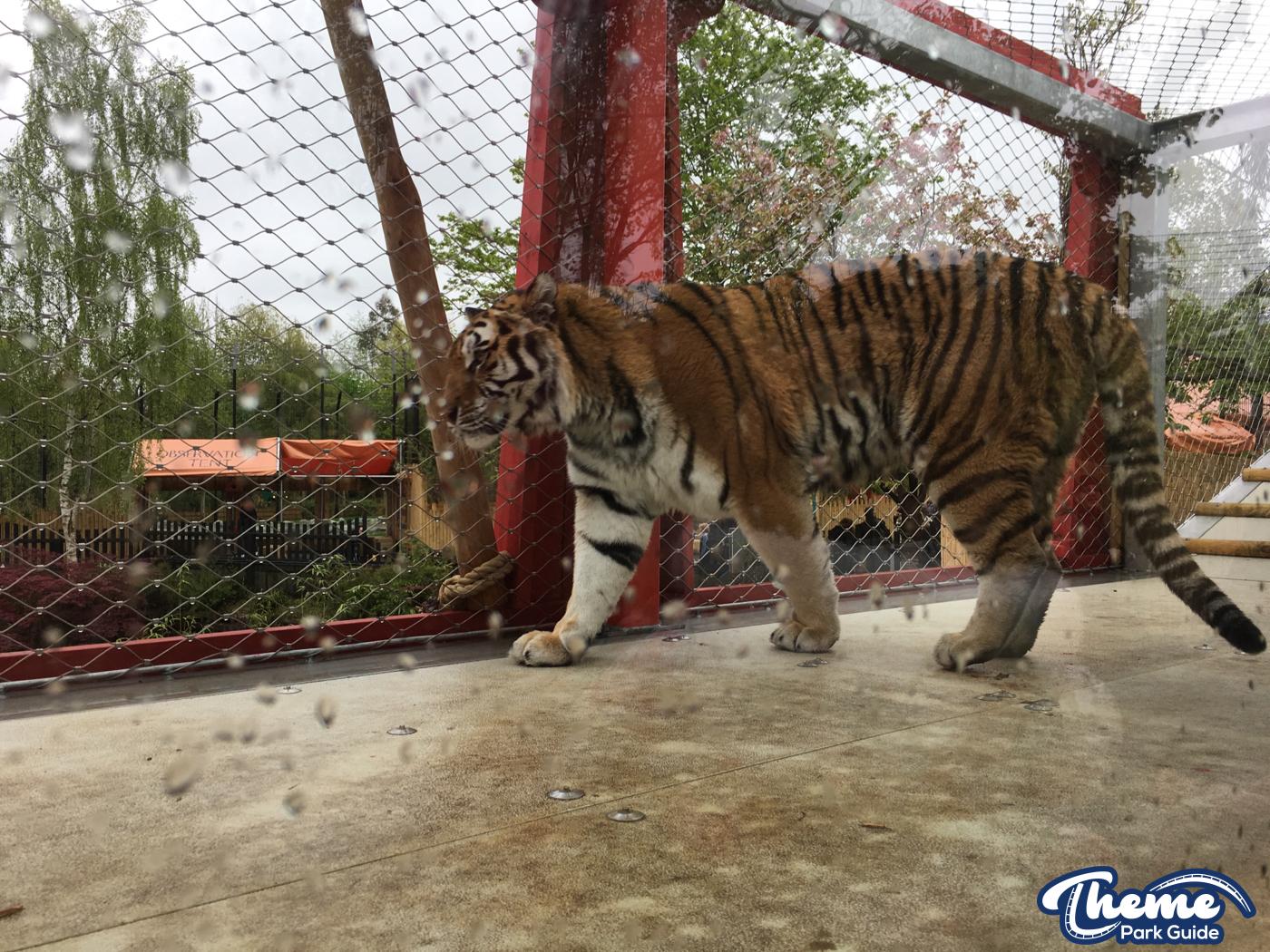 Chessington World Of Adventures - Land Of The Tiger Media Launch