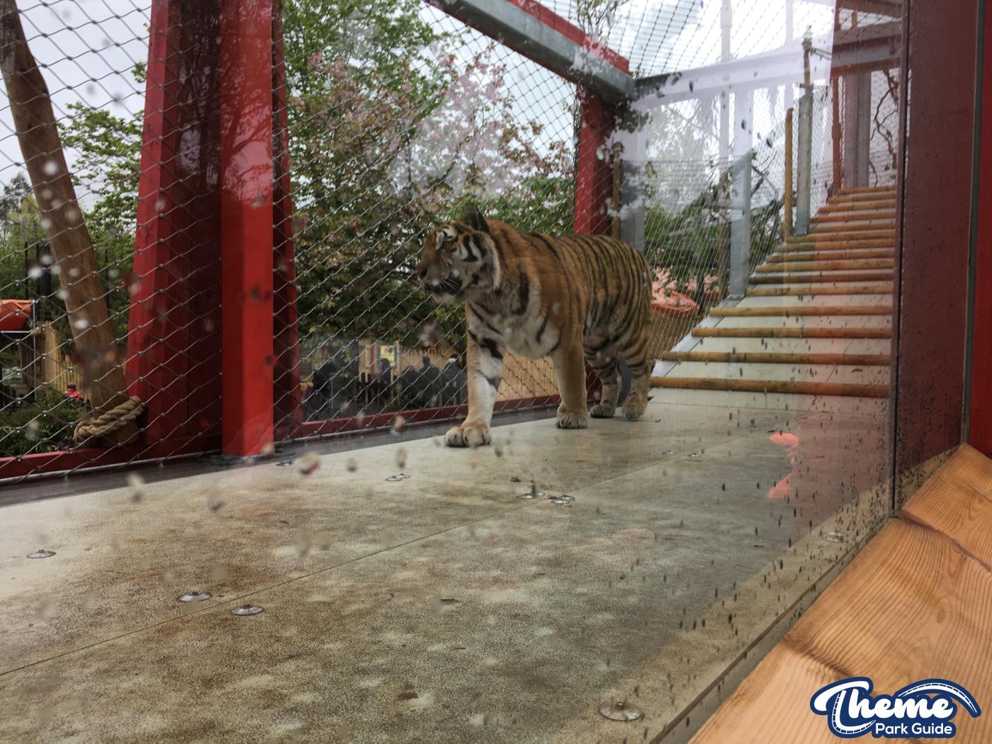 , Land of the Tiger Previews To Press