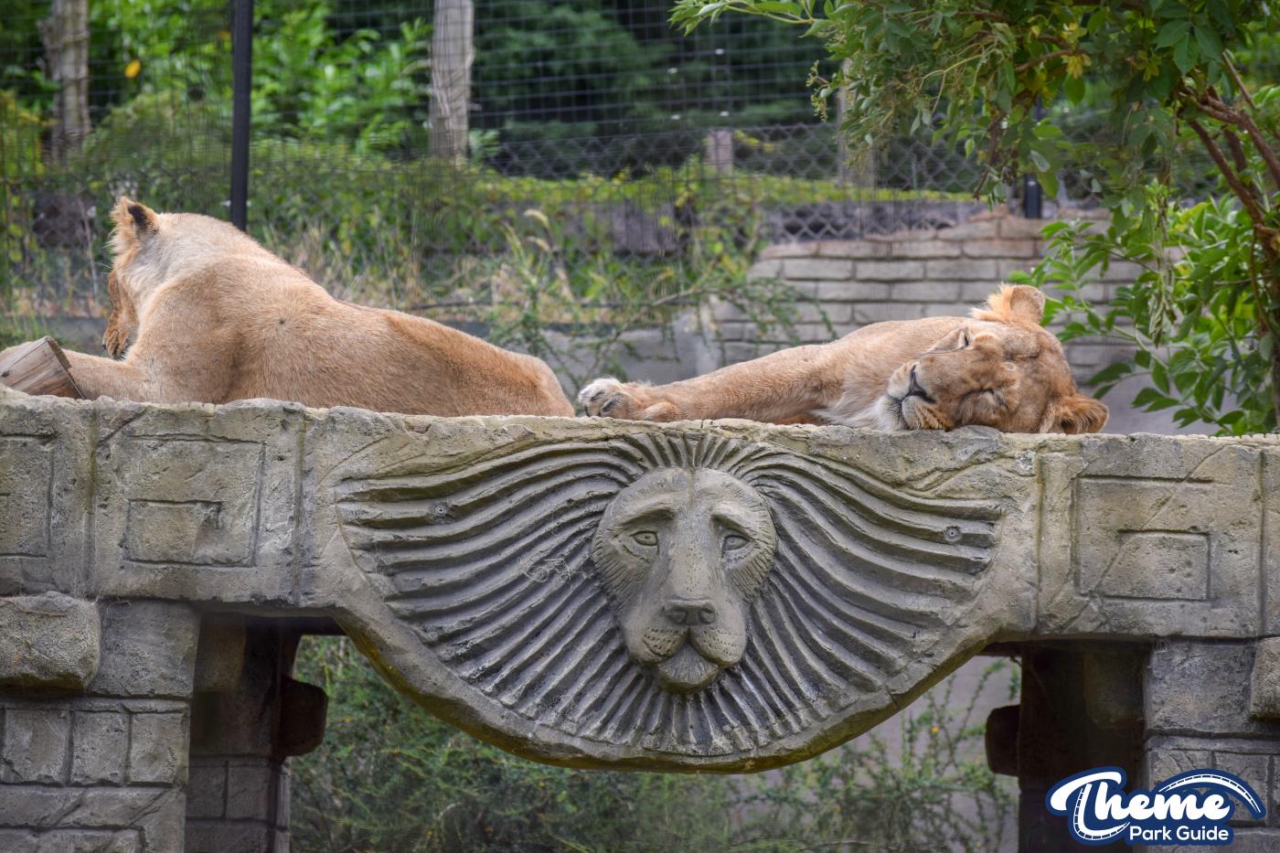 Lion Cubs Throughout Time