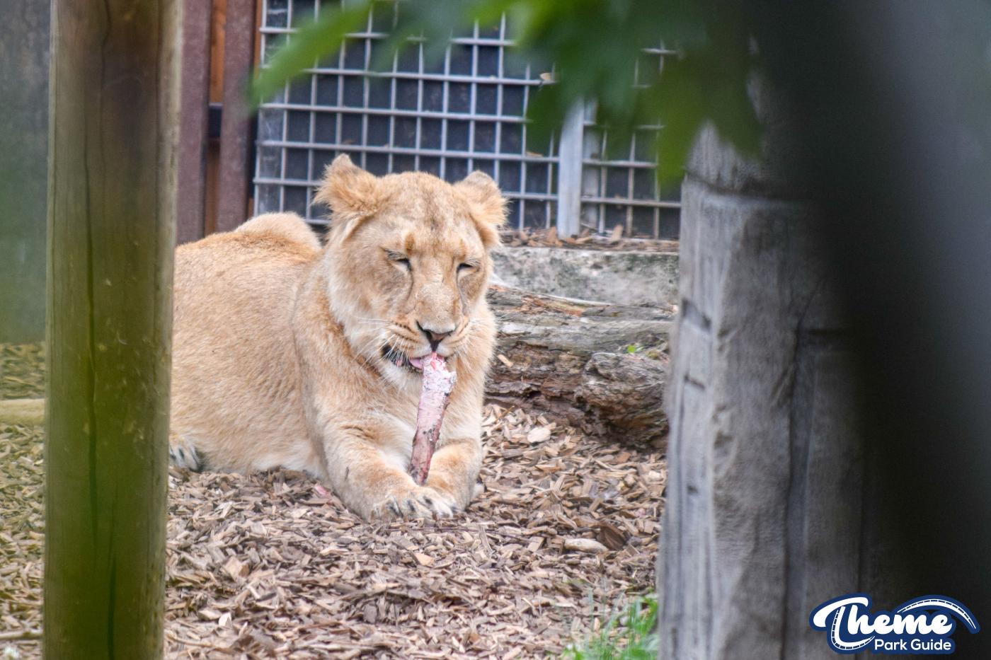 Lion Cubs Throughout Time