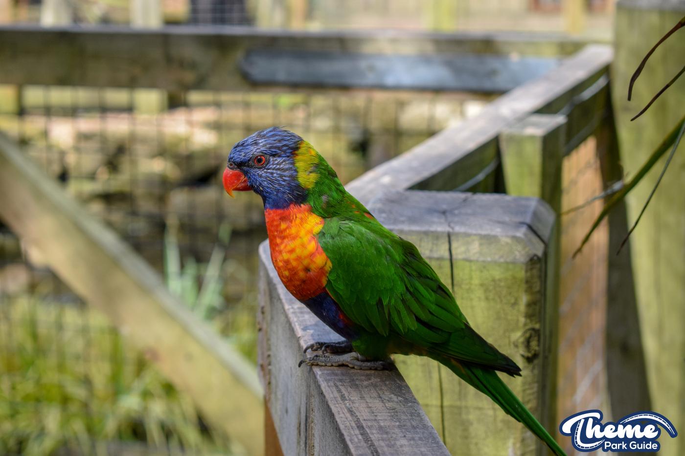 Lorikeet Lagoon -