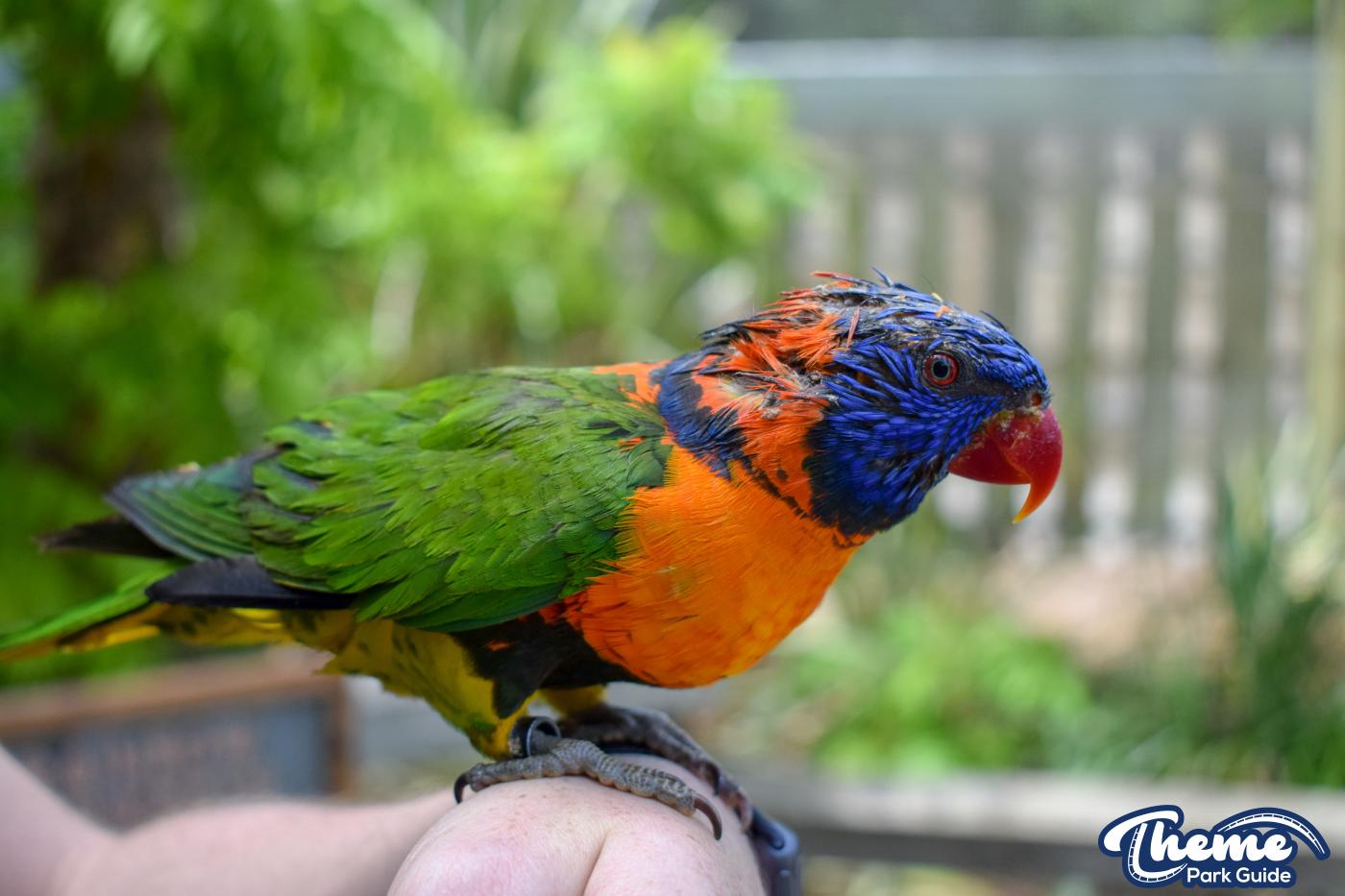 Lorikeet Lagoon -
