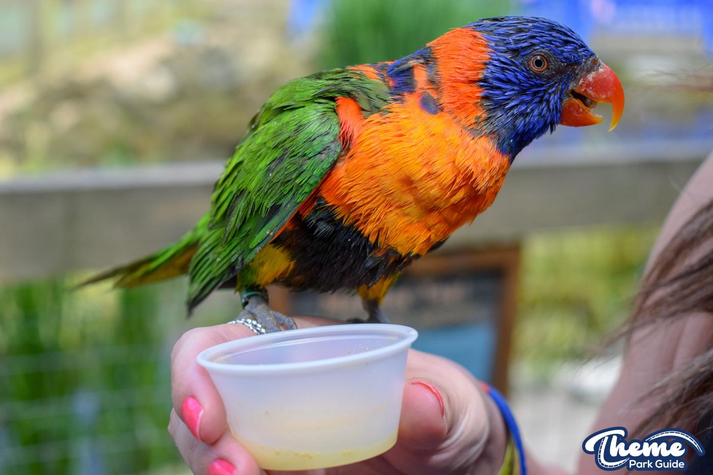 Lorikeet Lagoon -