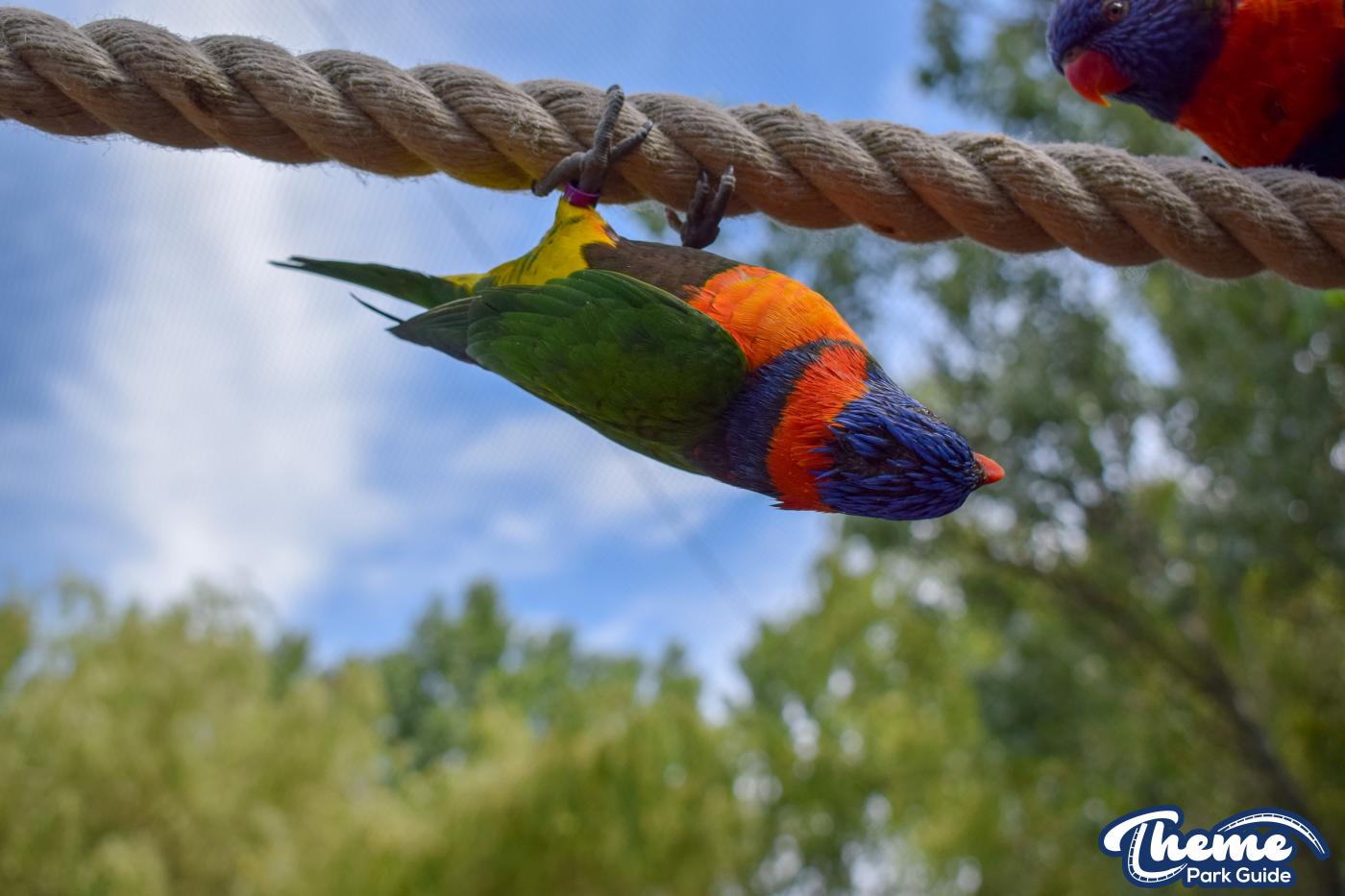 Lorikeet Lagoon -
