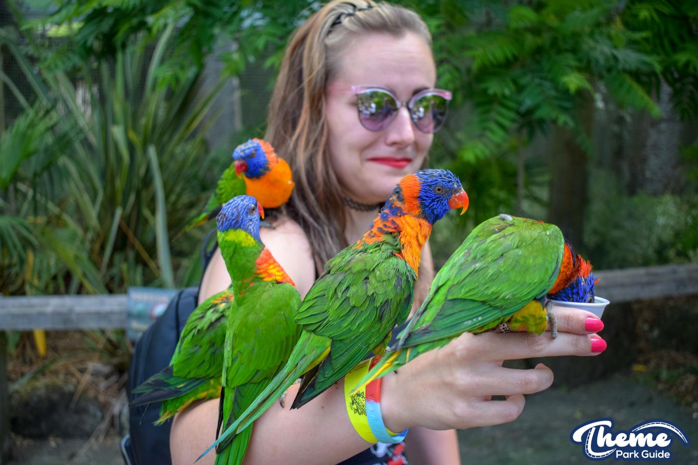Lorikeet Lagoon -