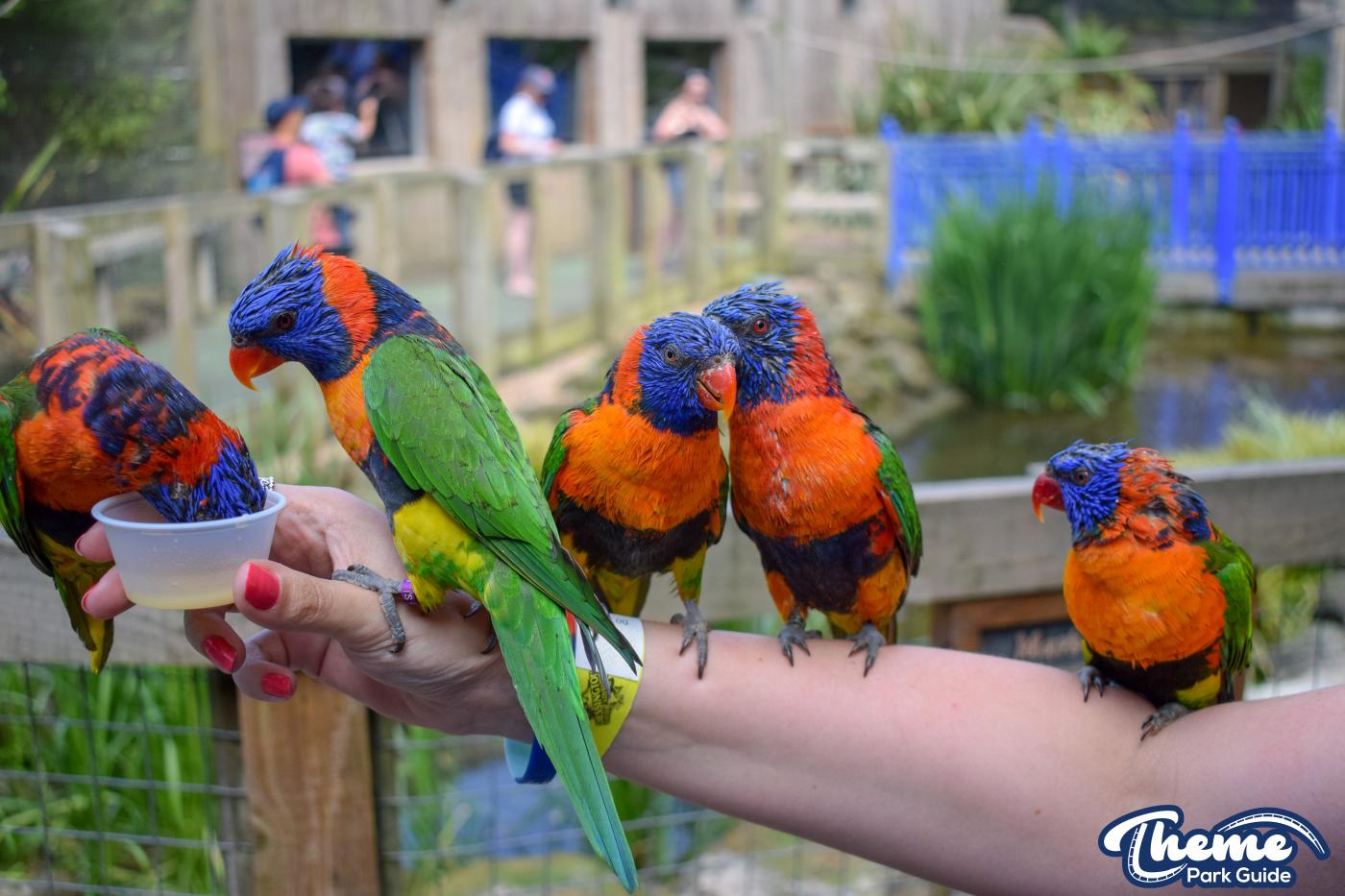 Lorikeet Lagoon -