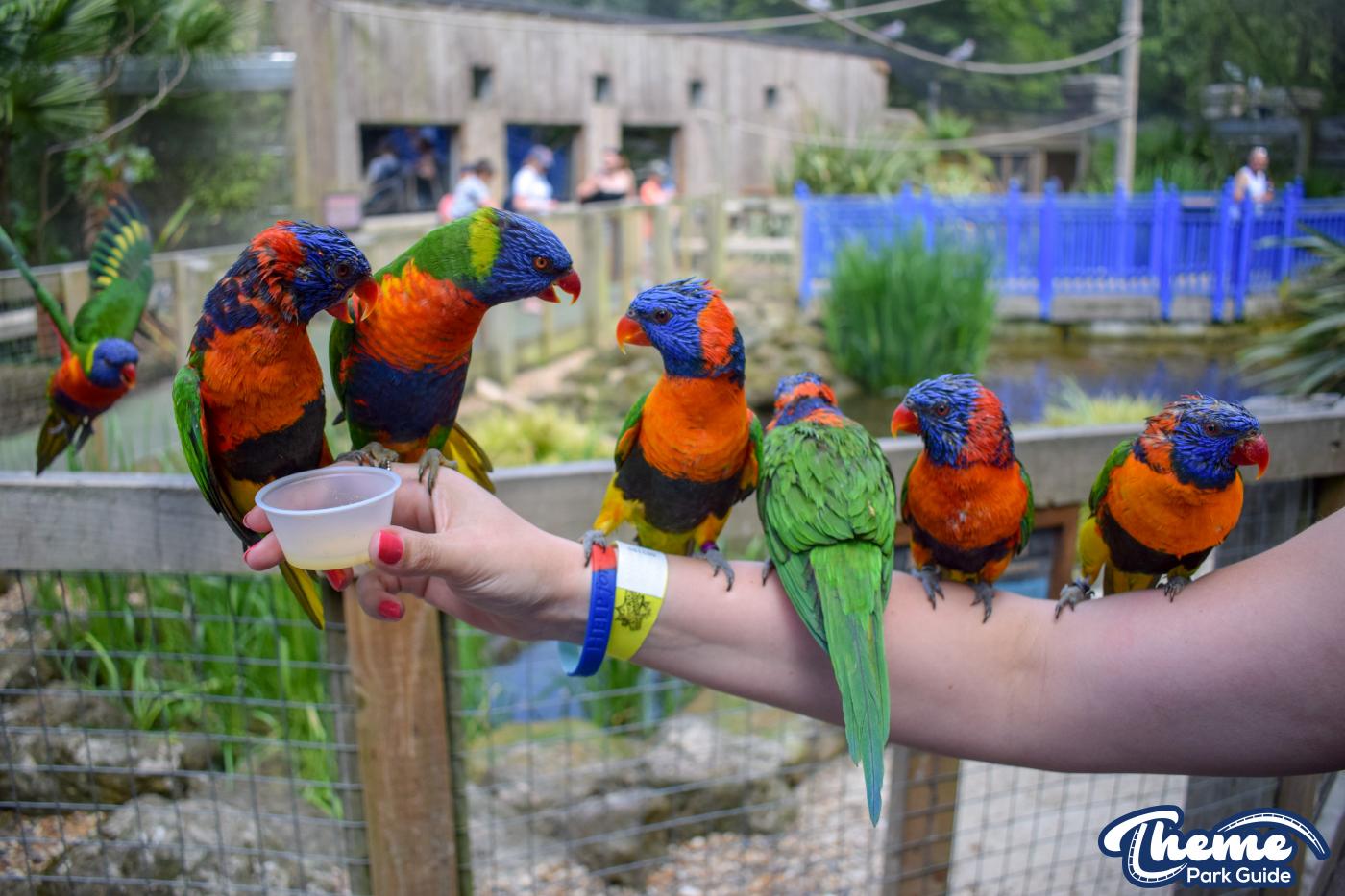 Lorikeet Lagoon -