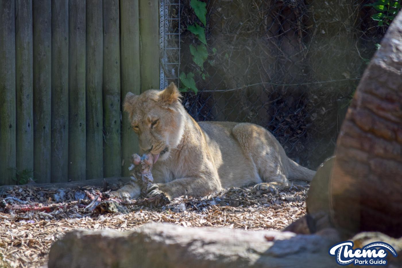 Asiatic Lion Cubs To Leave Chessington
