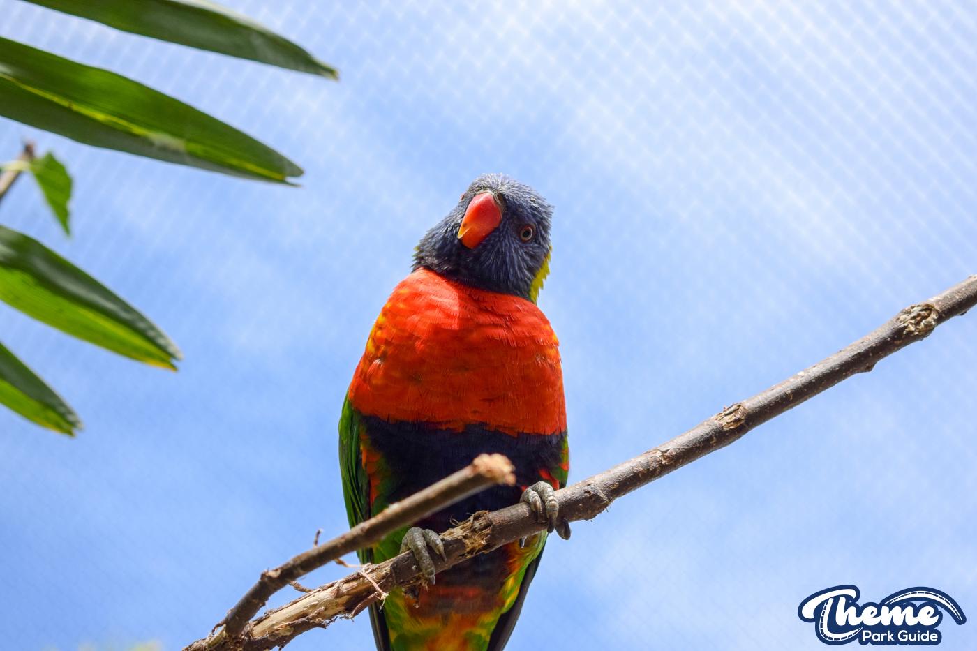 Lorikeet Lagoon -