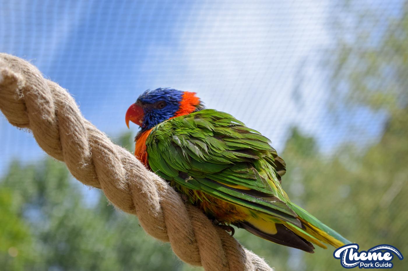 Lorikeet Lagoon -