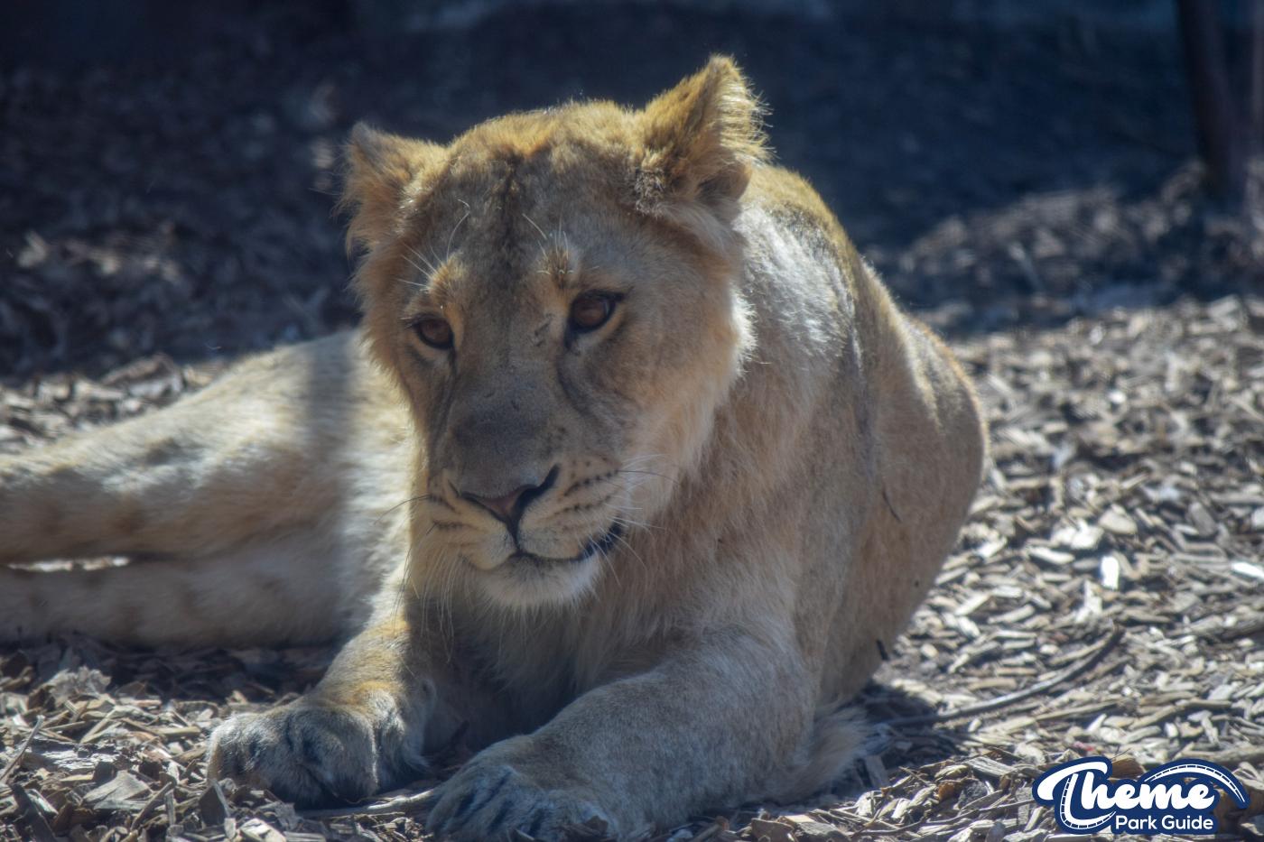 Asiatic Lion Cubs To Leave Chessington