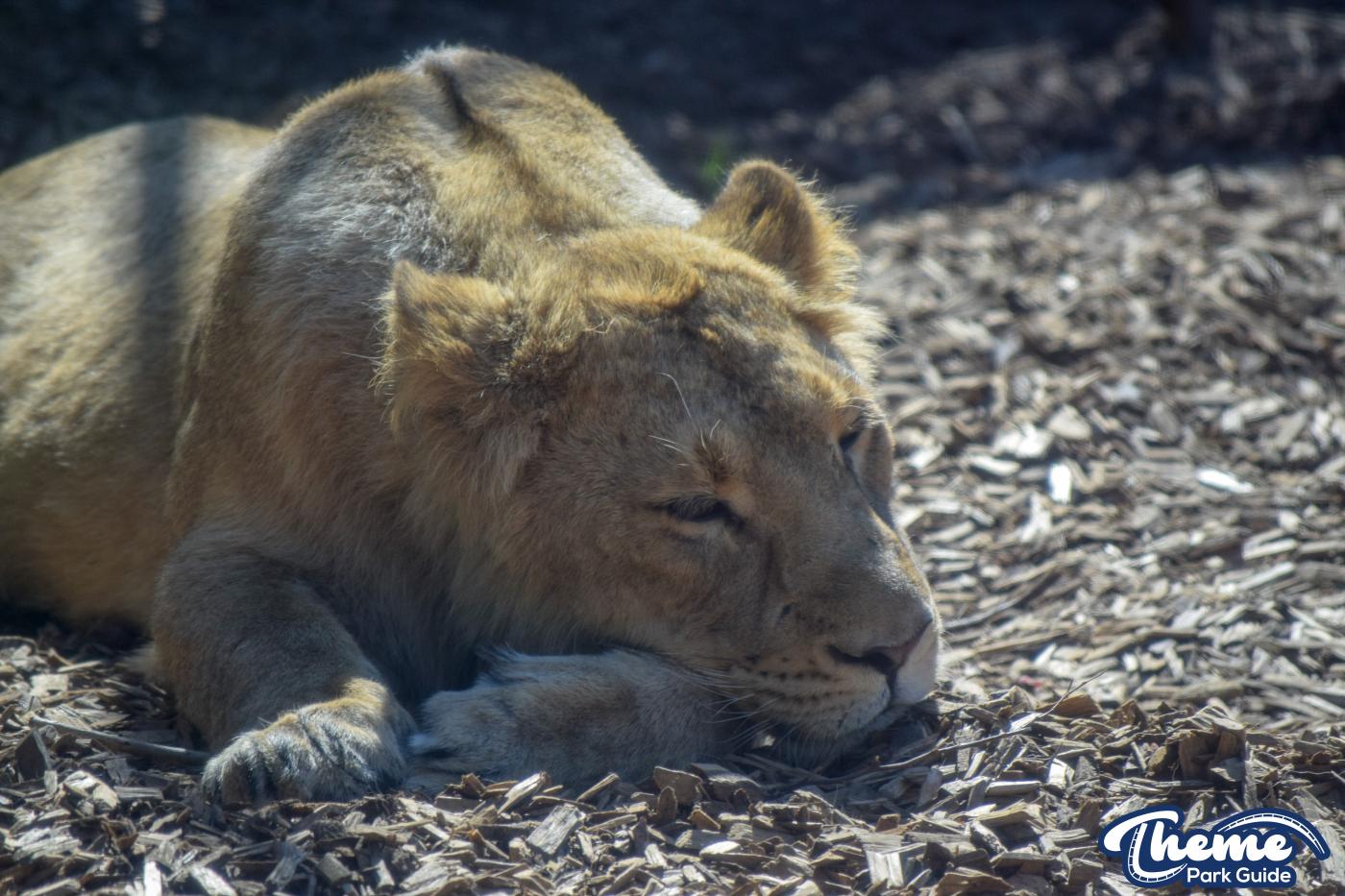 Asiatic Lion Cubs To Leave Chessington