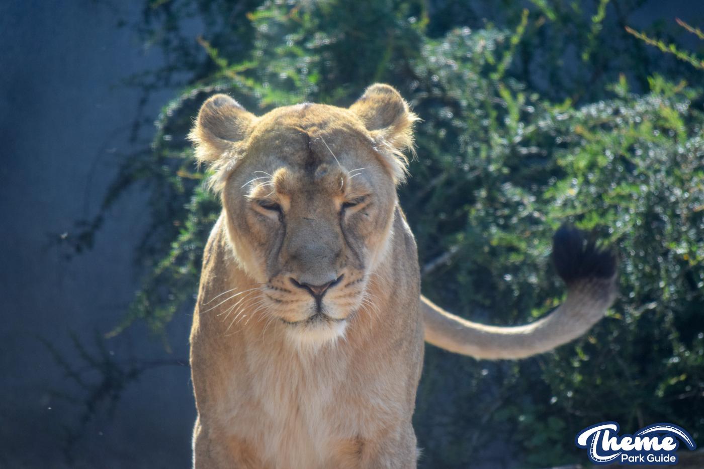 Asiatic Lion Cubs To Leave Chessington