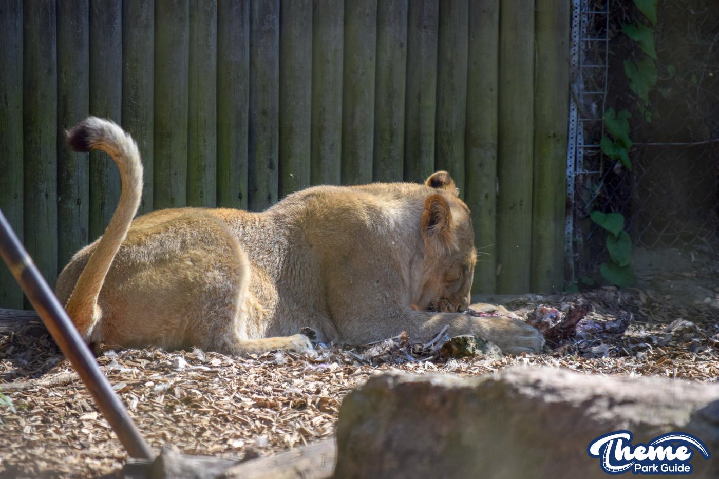Asiatic Lion Cubs To Leave Chessington