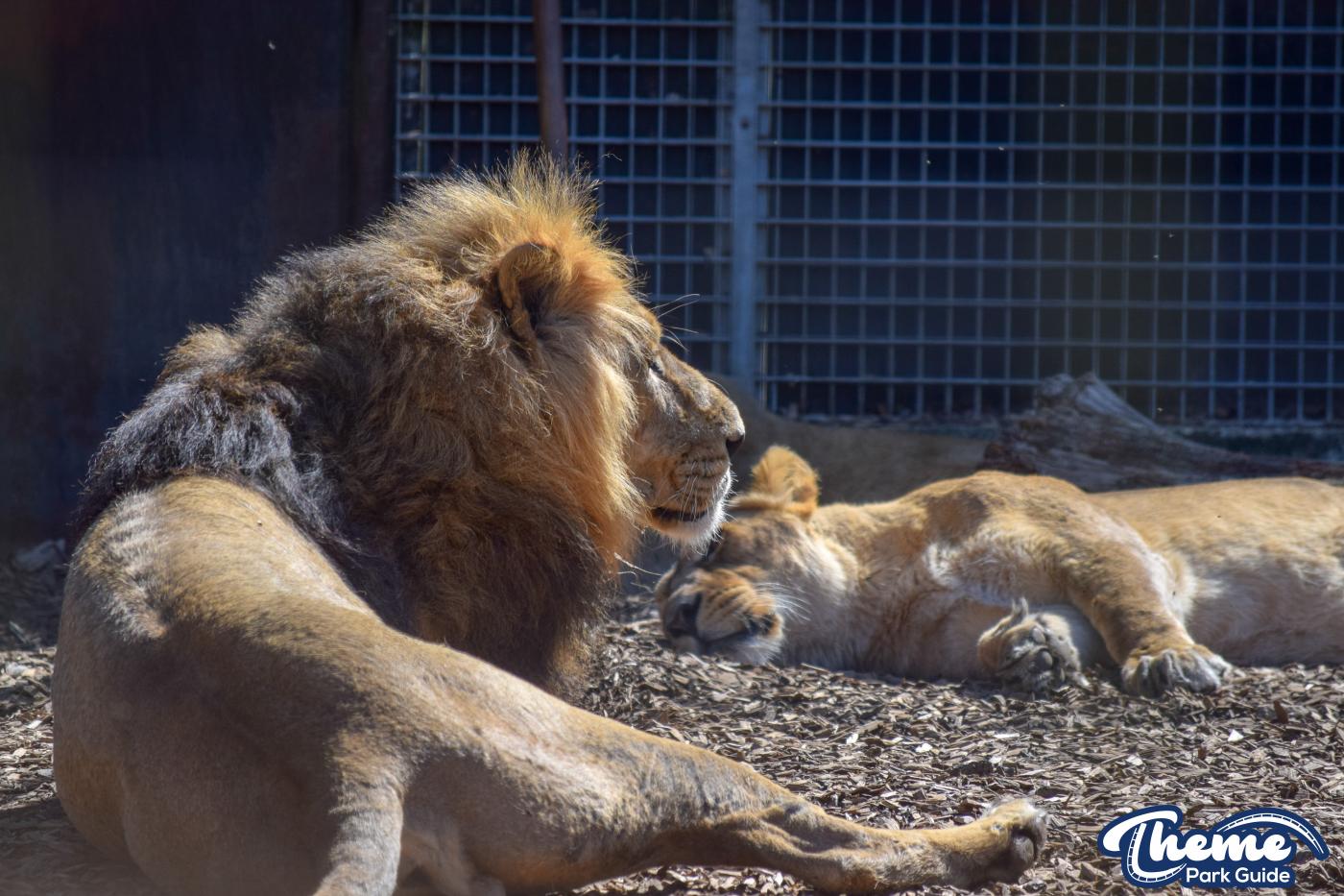 Asiatic Lion Cubs To Leave Chessington