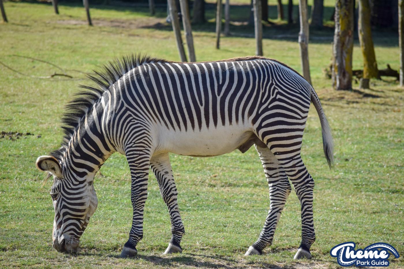 Safari Hotel - Chessington World Of Adventures
