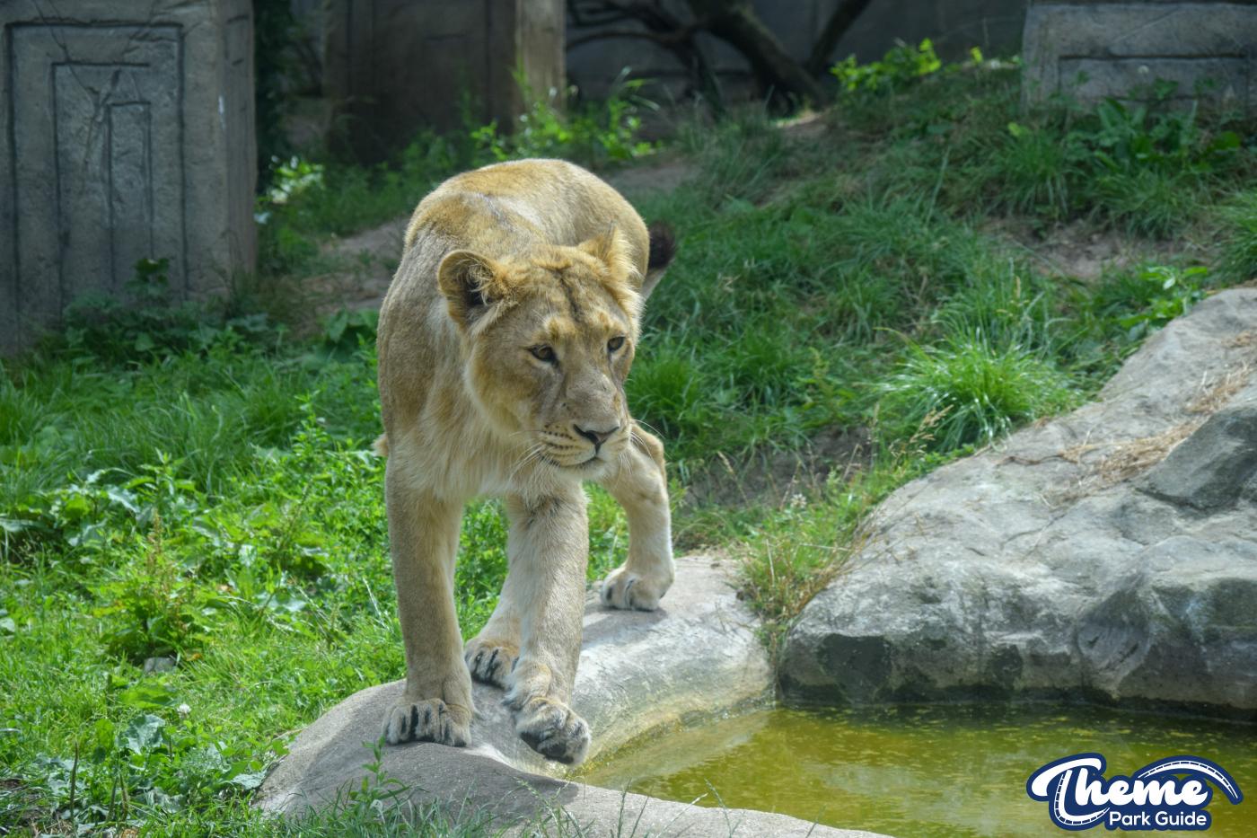 Asiatic Lion Cubs To Leave Chessington