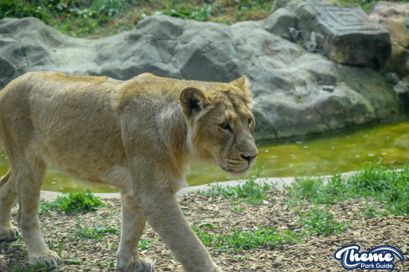 Asiatic Lion Cubs To Leave Chessington