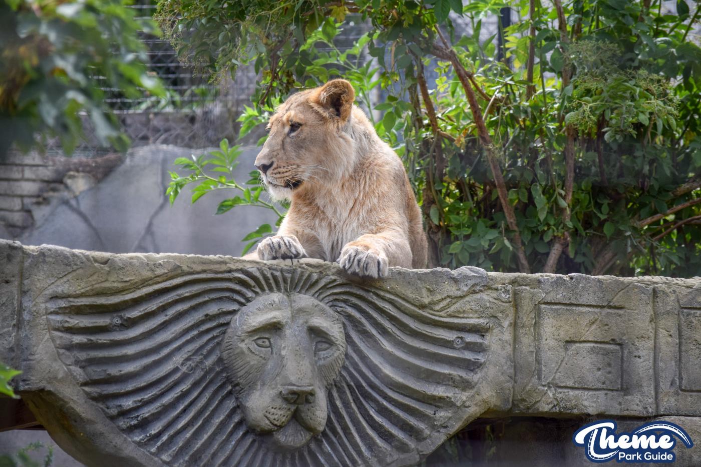 Asiatic Lion Cubs To Leave Chessington