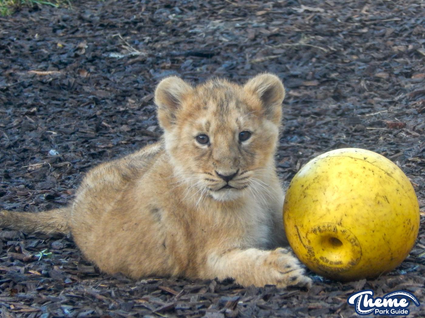 Lion Cubs Throughout Time
