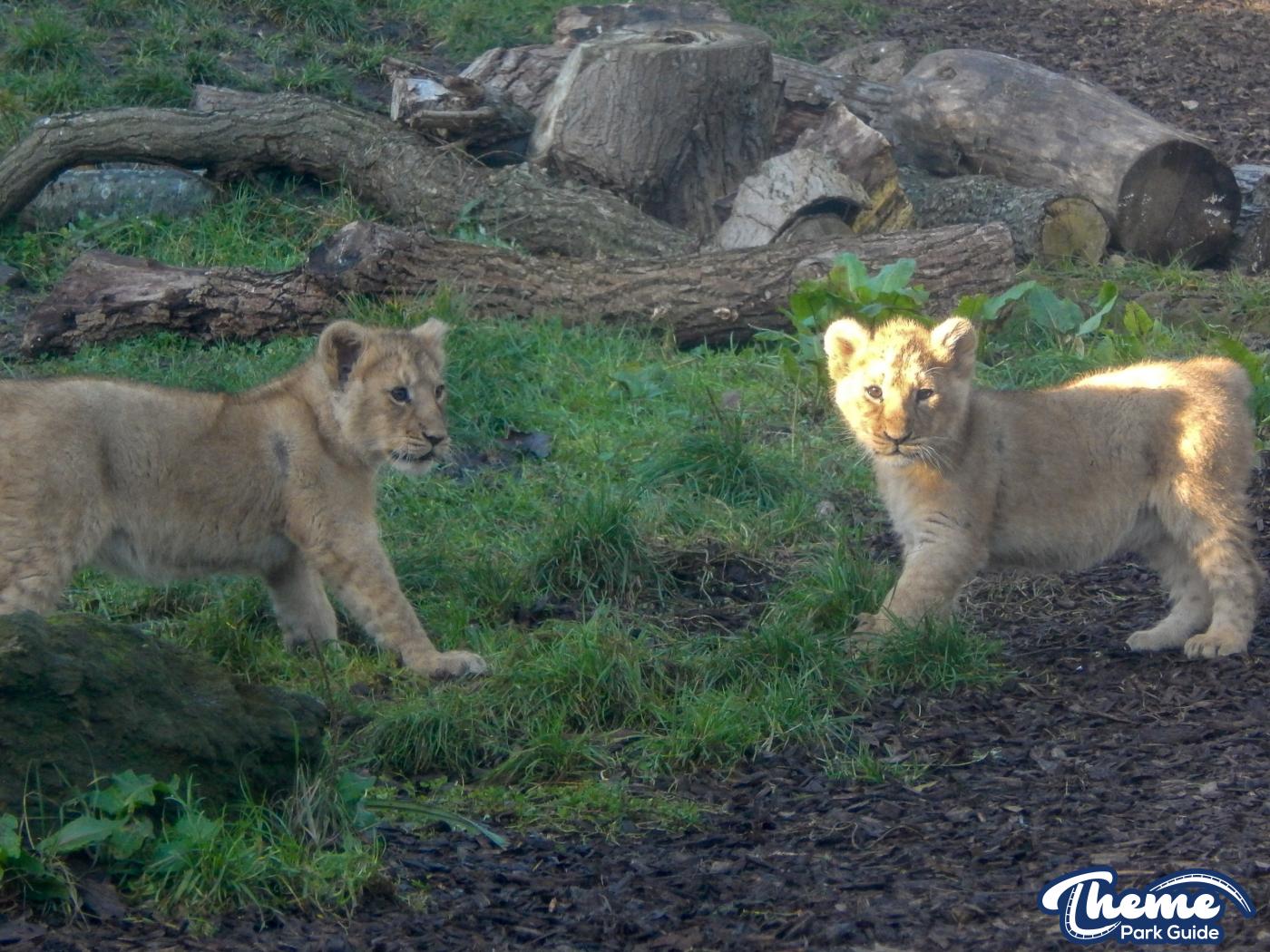 Lion Cubs Throughout Time
