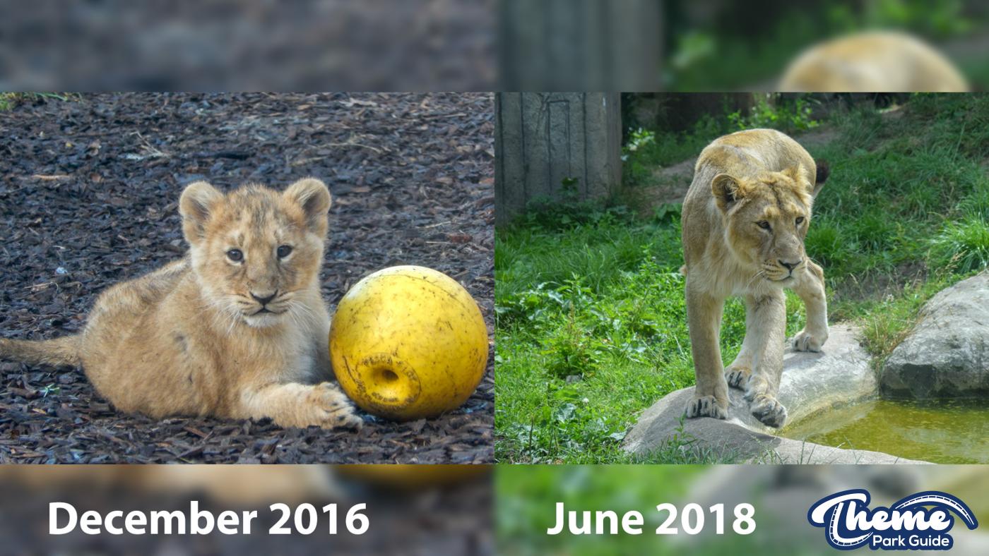 Lion Cubs Throughout Time