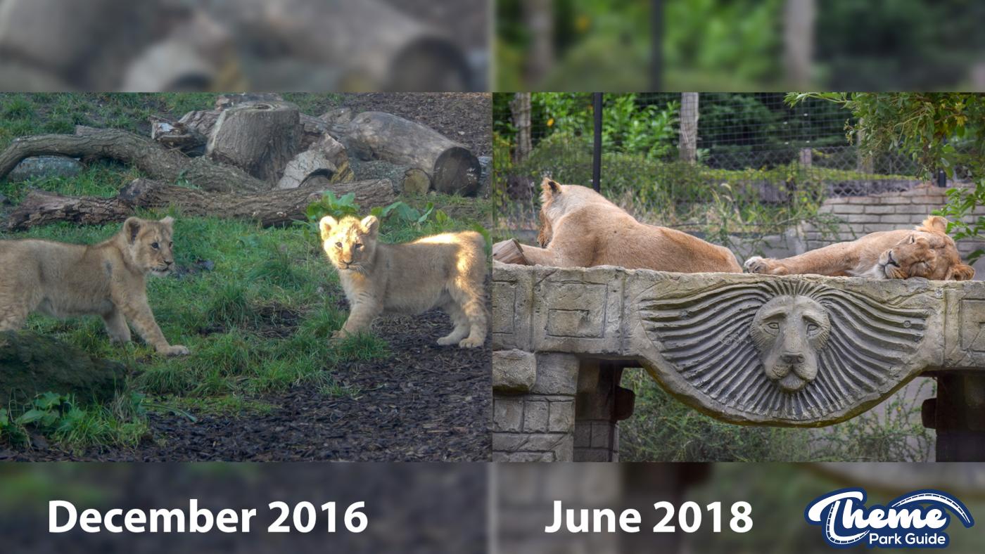 Lion Cubs Throughout Time