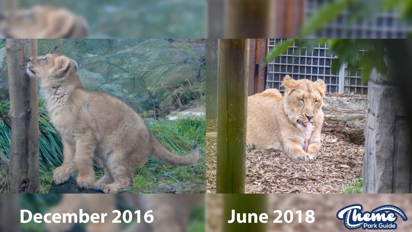 Lion Cubs Throughout Time