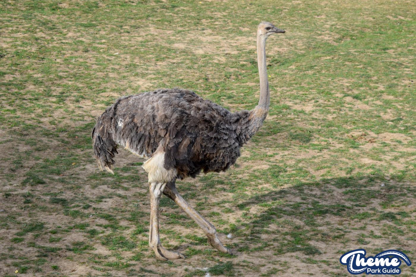 Wanyama Village & Reserve - Chessington Zoo