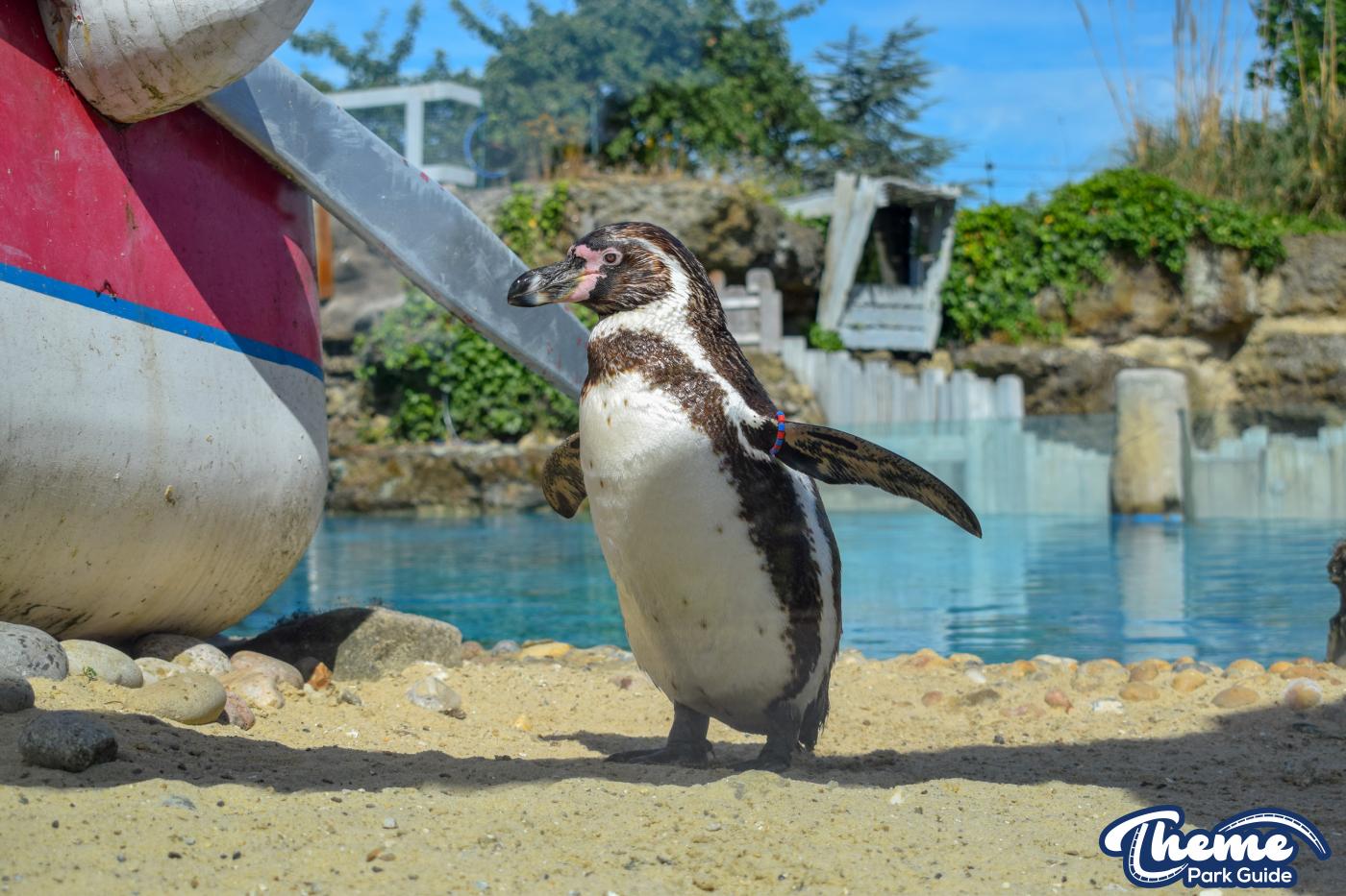 Penguin Bay - Chessington Zoo
