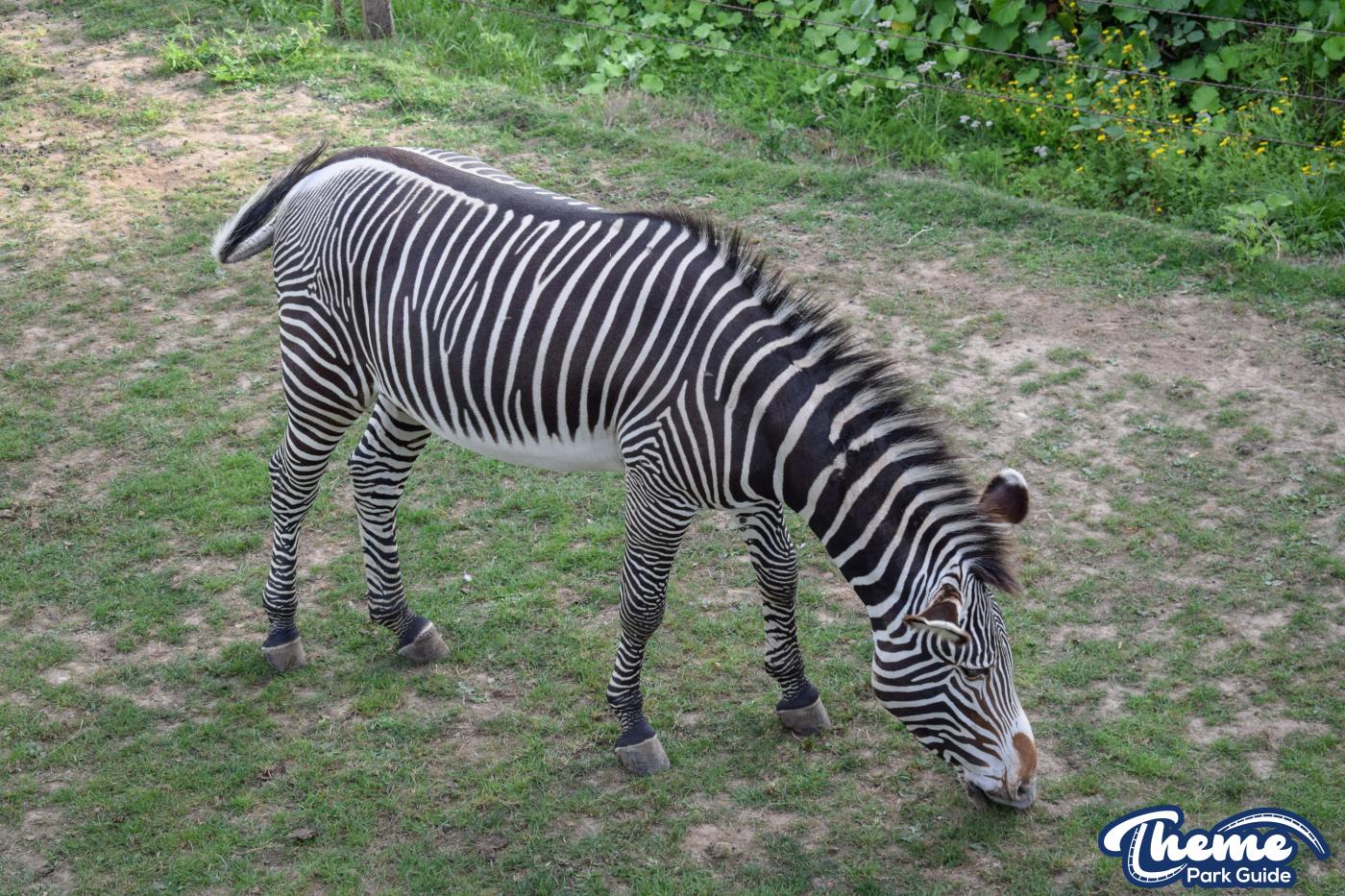 Wanyama Village & Reserve - Chessington Zoo