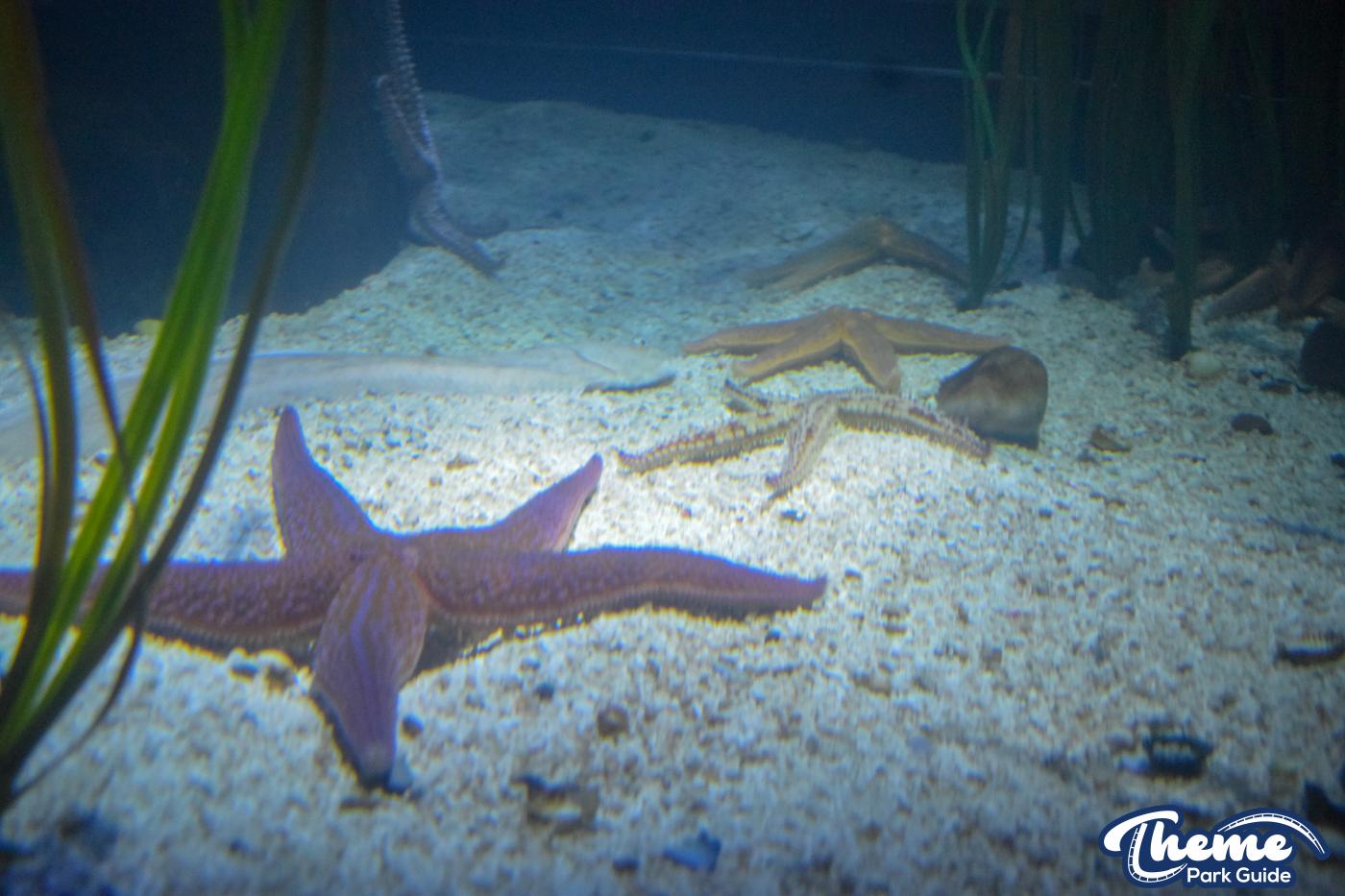Sealife Centre - Chessington Zoo
