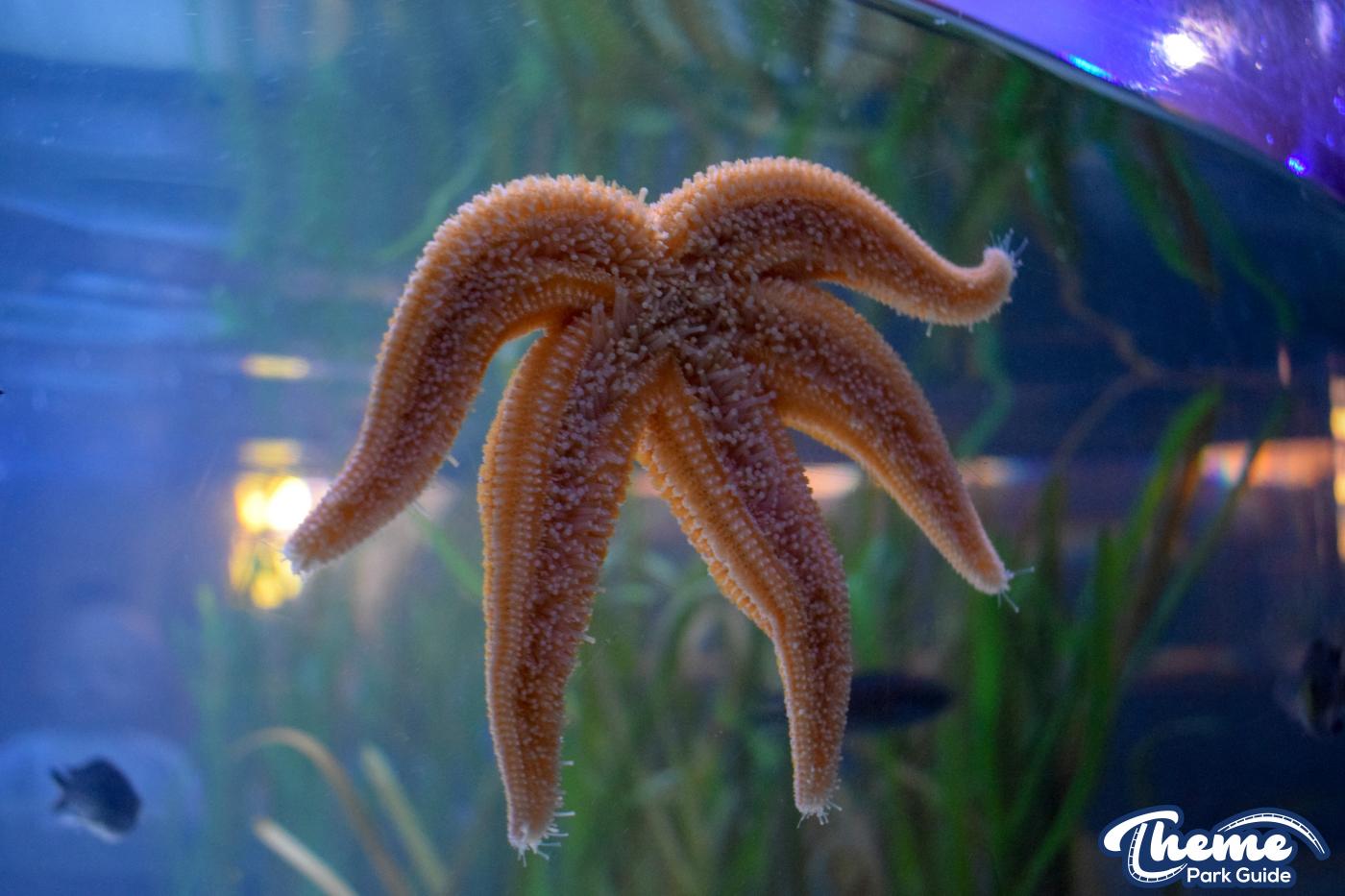 Sealife Centre - Chessington Zoo