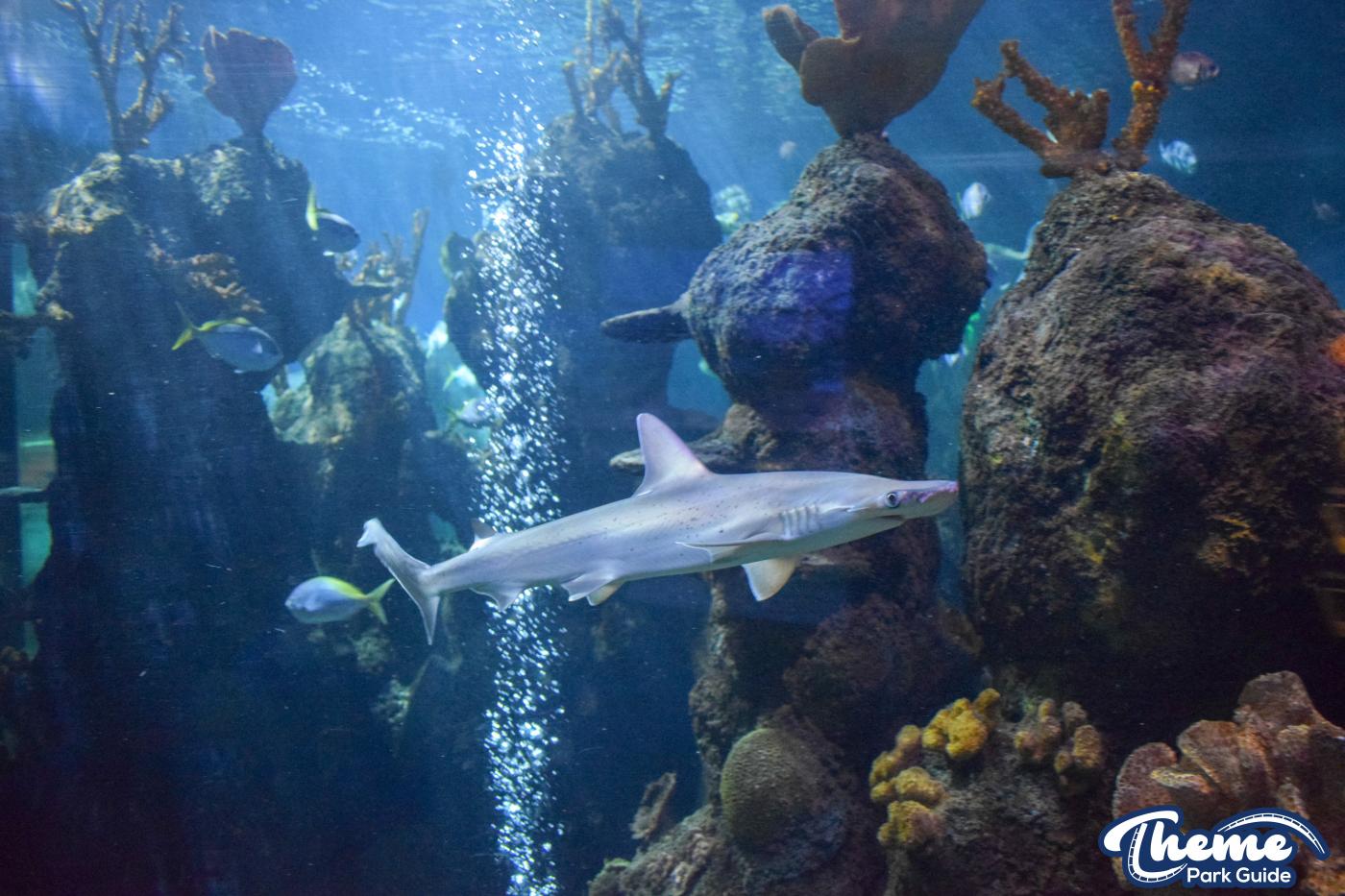 Sealife Centre - Chessington Zoo