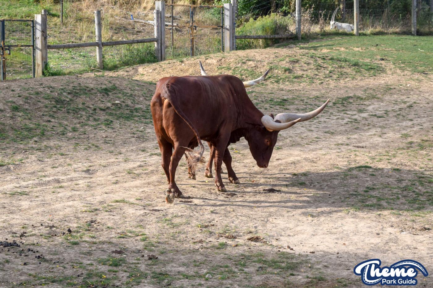 Wanyama Village & Reserve - Chessington Zoo