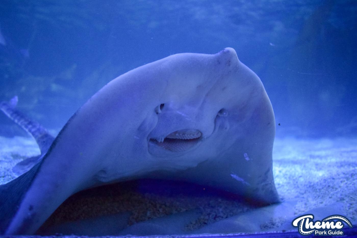 Sealife Centre - Chessington Zoo