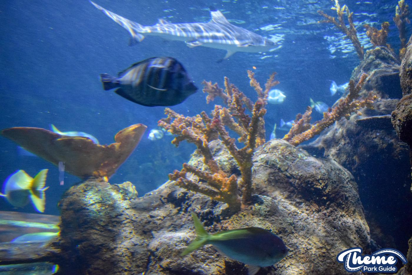 Sealife Centre - Chessington Zoo