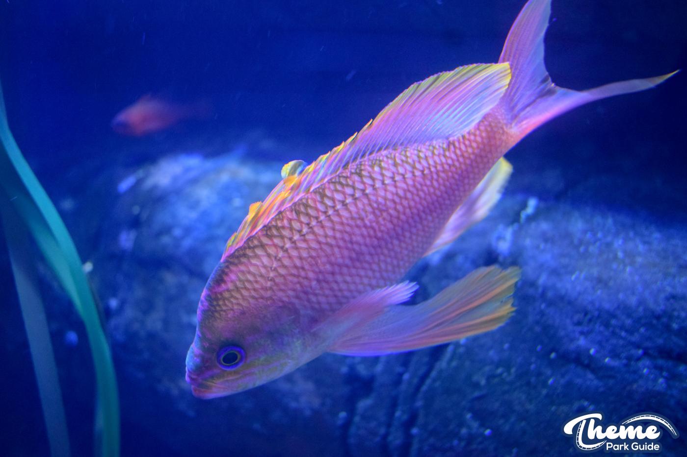 Sealife Centre - Chessington Zoo