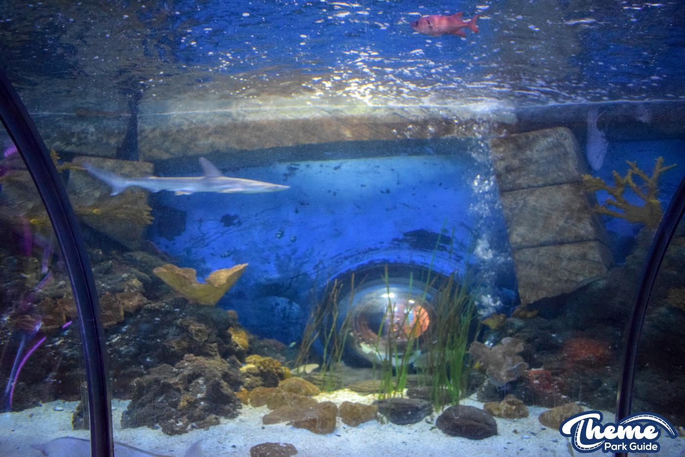 Sealife Centre - Chessington Zoo