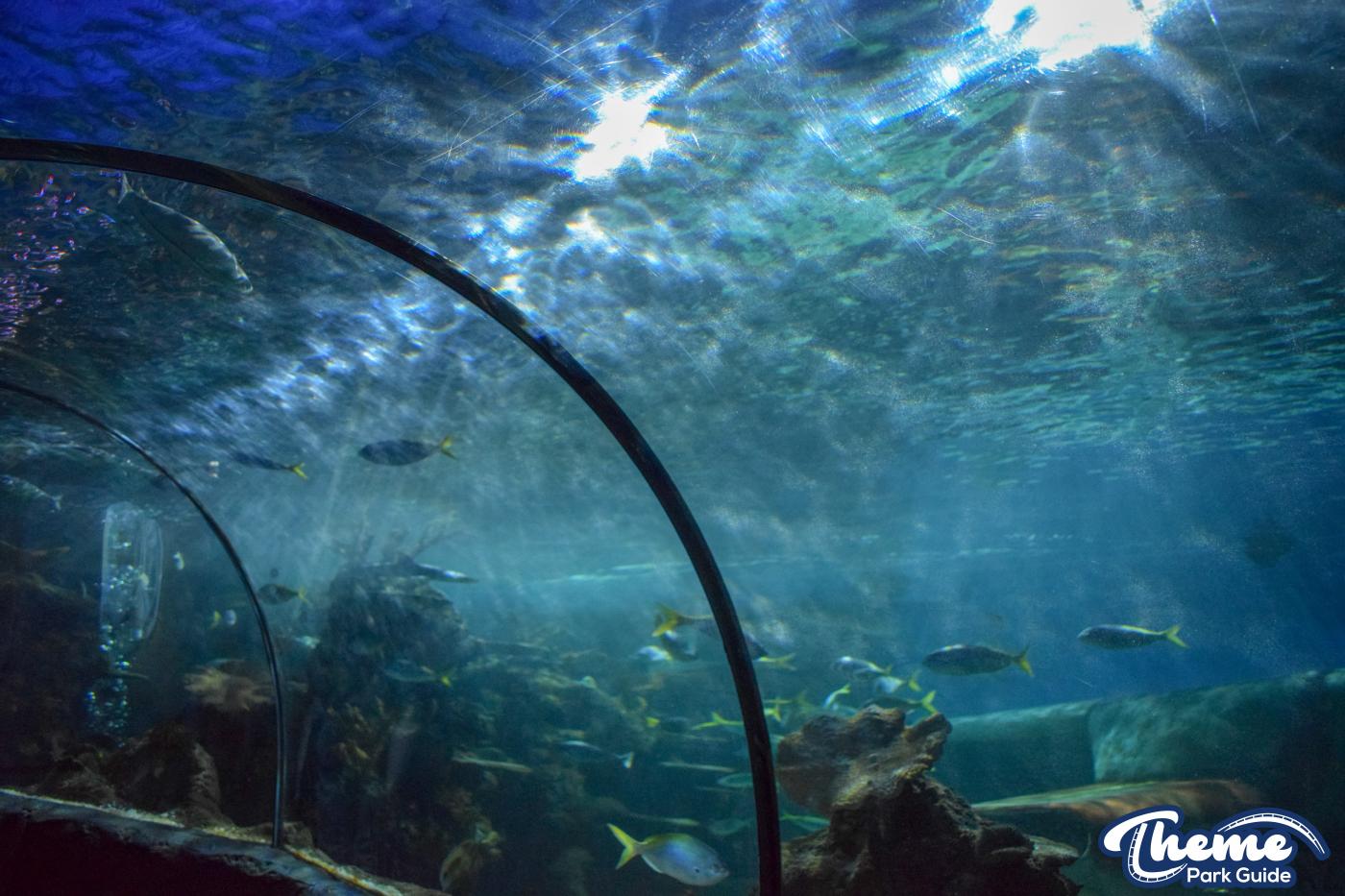 Sealife Centre - Chessington Zoo