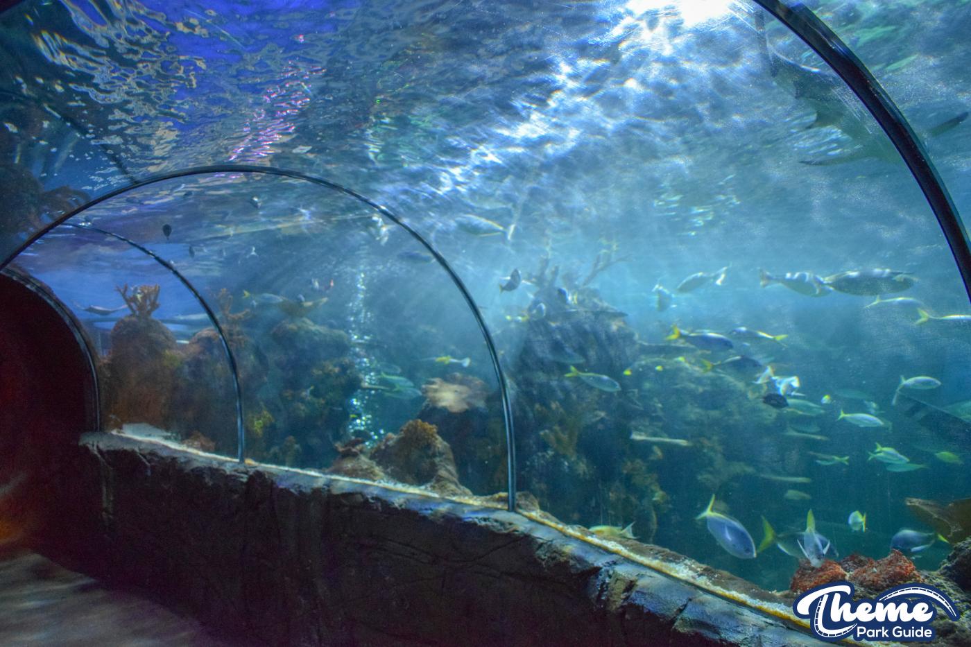 Sealife Centre - Chessington Zoo