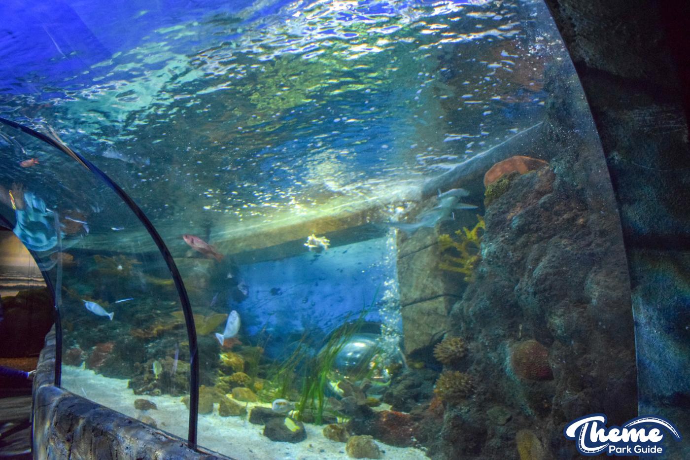 Sealife Centre - Chessington Zoo