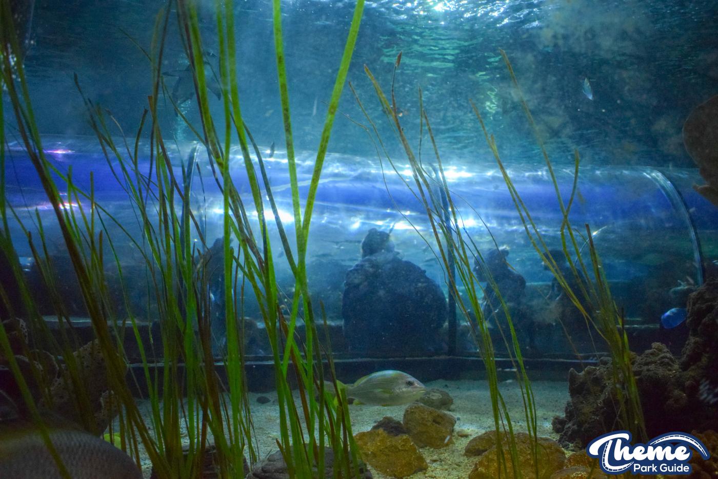 Sealife Centre - Chessington Zoo