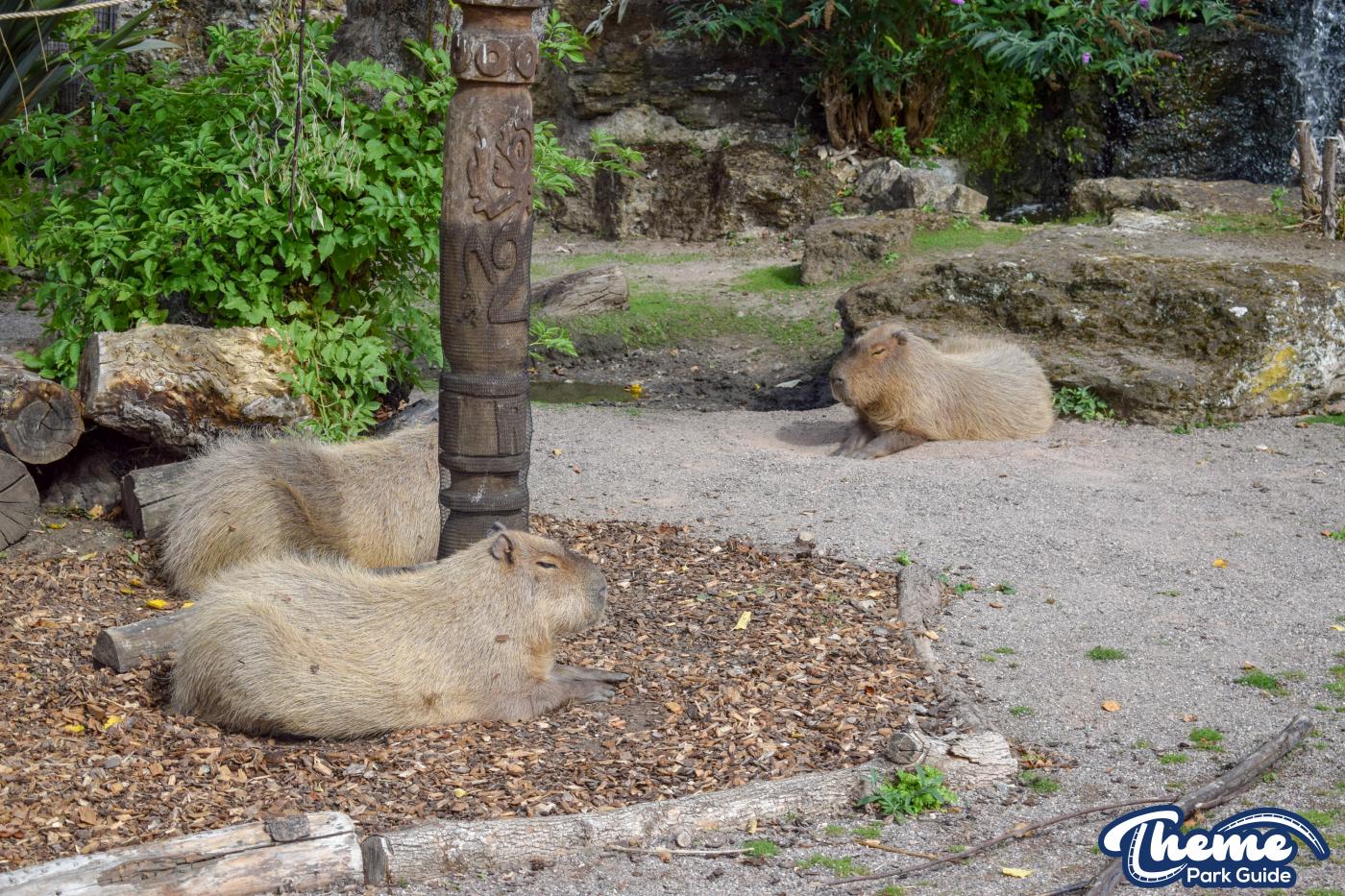 AMAZU: Treetop Adventure - Chessington Zoo