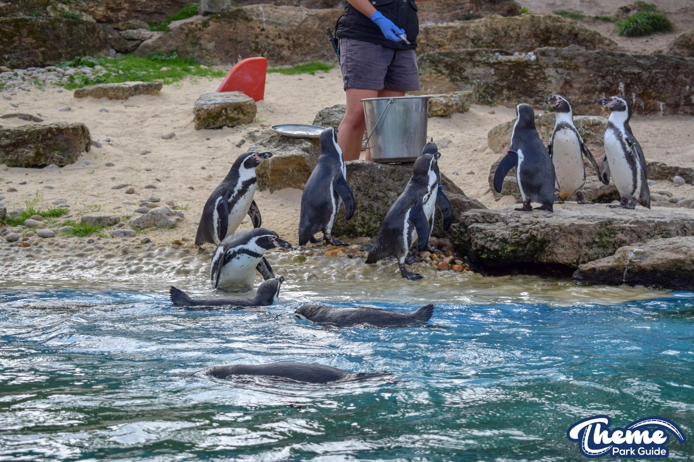 Penguin Bay - Chessington Zoo