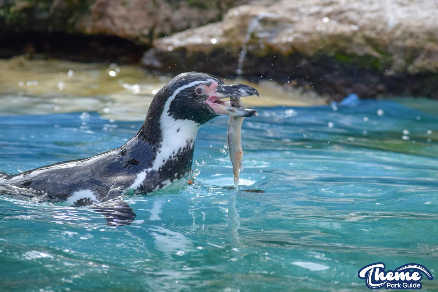 Penguin Bay - Chessington Zoo