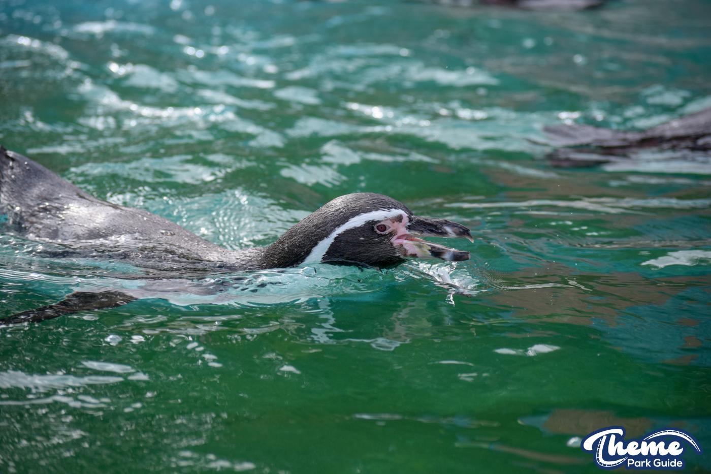 Penguin Bay - Chessington Zoo