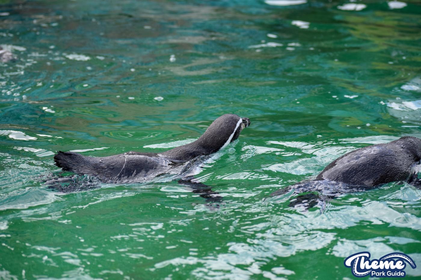 Penguin Bay - Chessington Zoo